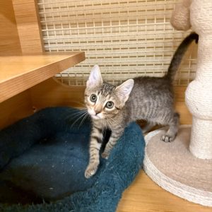 A small striped kitten explores a cozy bed near a scratching post.