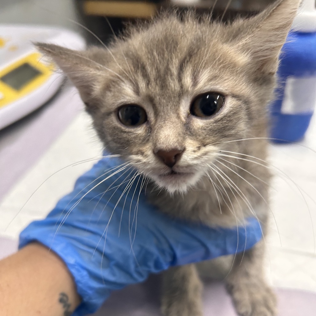 A gray kitten is held by a person wearing a blue glove, with a scale visible in the background.