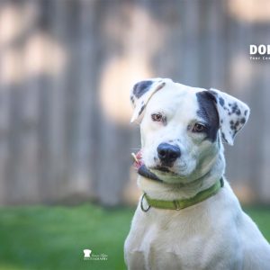 A white dog with black spots sits attentively in a grassy area, looking directly at the camera.