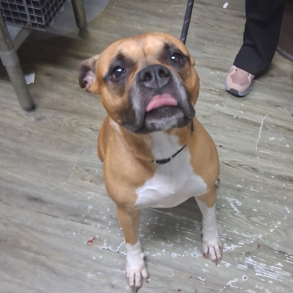 A brown and white dog sits with its tongue out, looking up at a person nearby.