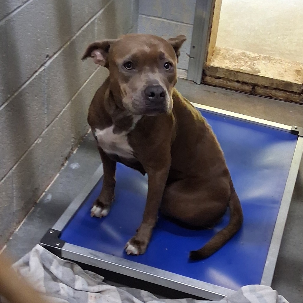 A brown dog sits on a blue platform in a kennel, looking curiously at the camera.