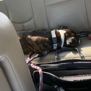 A brown and white dog sleeps on a car seat, with a leash and bag nearby.