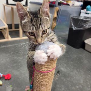 A playful kitten grips a scratching post while chewing on a toy ball. Colorful toys are scattered nearby.