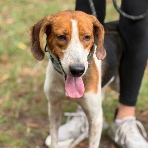 A brown and white dog stands with its tongue out, next to a person wearing black leggings and sneakers.