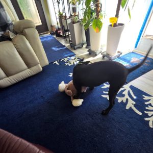 A black dog plays with a stuffed toy on a blue rug in a bright living room.