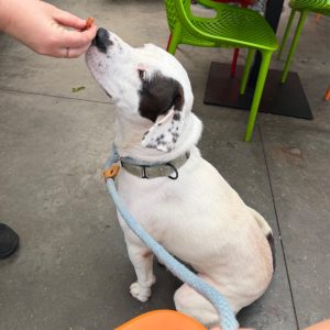 A person feeds a dog while seated at a table in a casual outdoor setting.