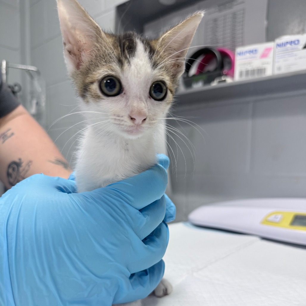 A person in blue gloves holds a small, curious kitten in a veterinary setting.