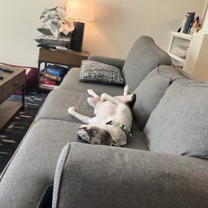 A dog lies on its back, relaxed on a gray couch, with a lamp and stacked blankets in the background.