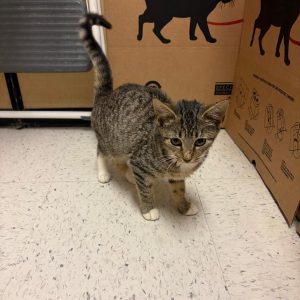 A small tabby cat stands on a tiled floor near cardboard boxes.