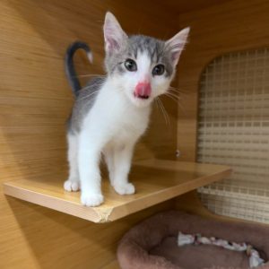 A playful gray and white kitten stands on a wooden shelf, licking its lips. A soft bed is nearby.