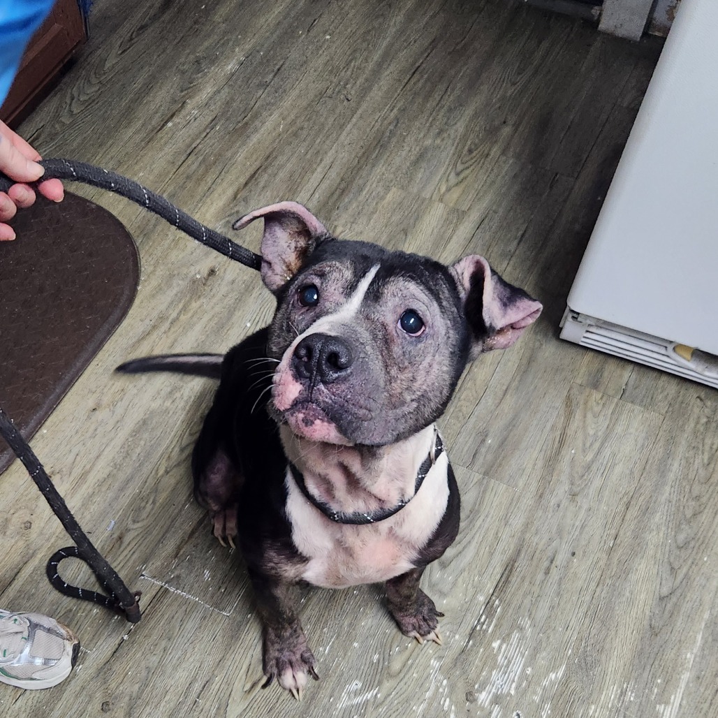 A black and white dog sits on a wooden floor, looking up at a person holding a leash.