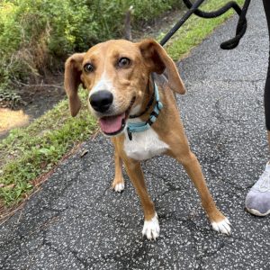 A happy brown dog with a blue collar stands on a path beside a person in gray shoes.