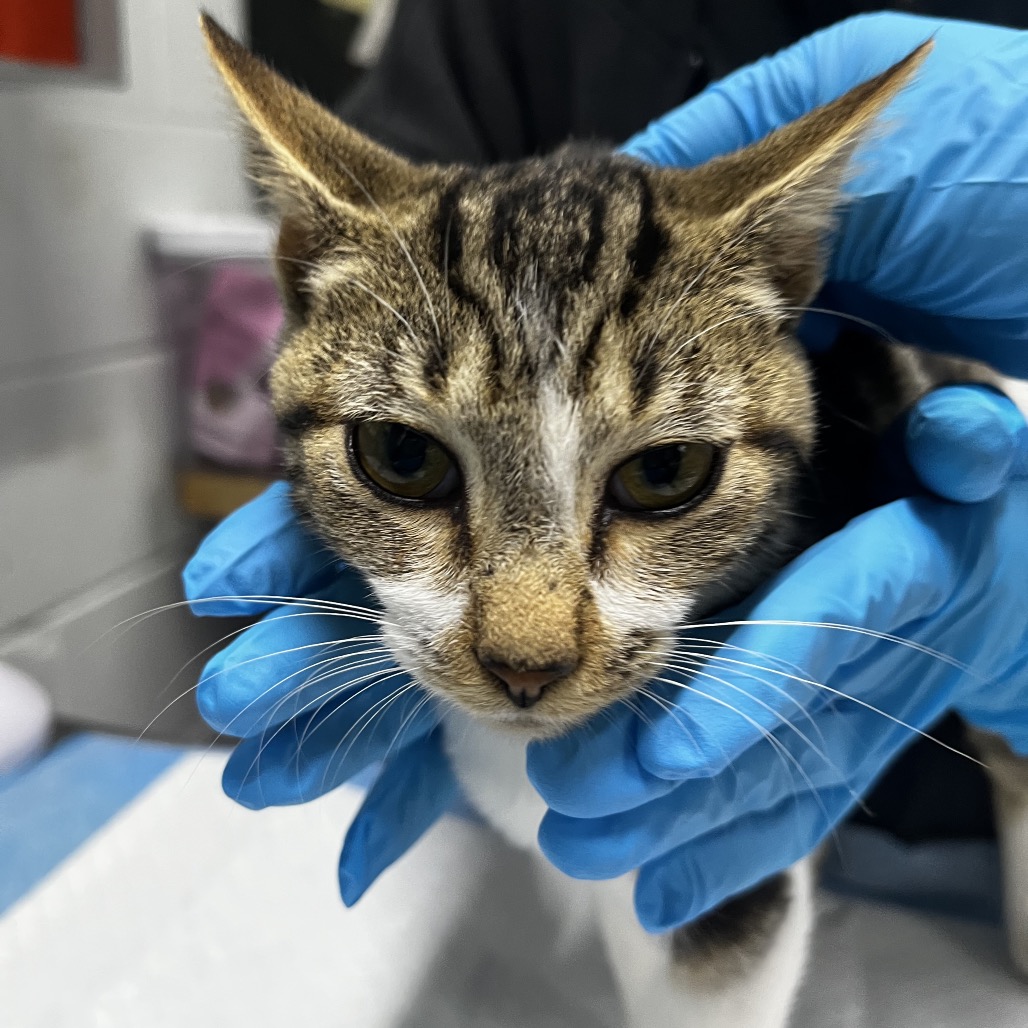 A person in blue gloves holds a cat's head, examining it closely in a clinical setting.