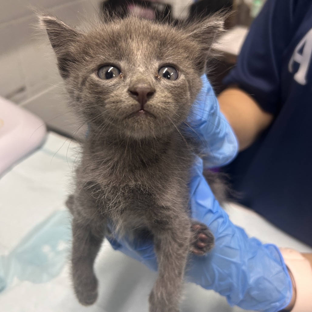A person in blue gloves holds a small gray kitten, showcasing its large eyes and curious expression.