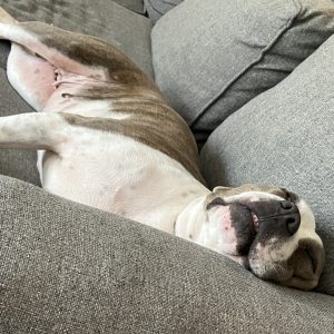 A relaxed dog sleeps on a gray couch, lying on its back with a content expression.