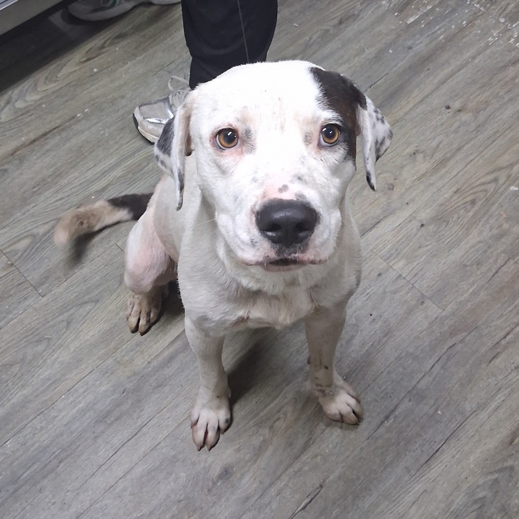 A white dog with brown patches sits on a wooden floor, looking directly at the camera.