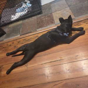 A black dog lies stretched out on a wooden floor, wearing a harness, near a crate.