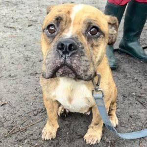 A brown dog with a short coat and a leash looks up, standing on a muddy surface.