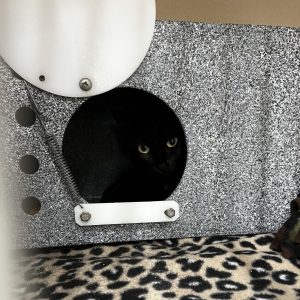 A black cat with yellow eyes peeks out from a circular opening in a textured gray structure.