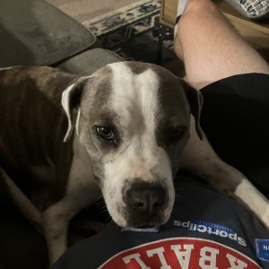 A dog rests its head on a person's lap, with a couch and a patterned rug in the background.