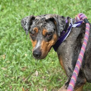 A dog with a speckled coat and purple collar stands on green grass, looking back at the camera.
