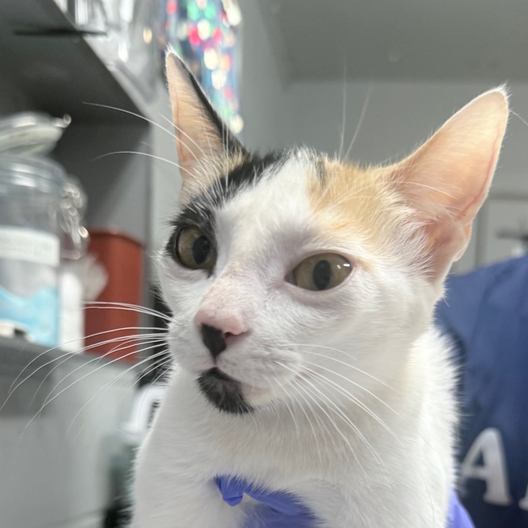 A close-up of a calico cat wearing a blue collar, with shelves and objects blurred in the background.