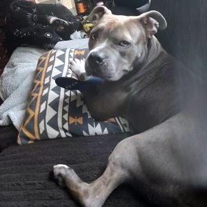A gray dog rests on a patterned pillow, looking at the camera with a toy in its mouth.