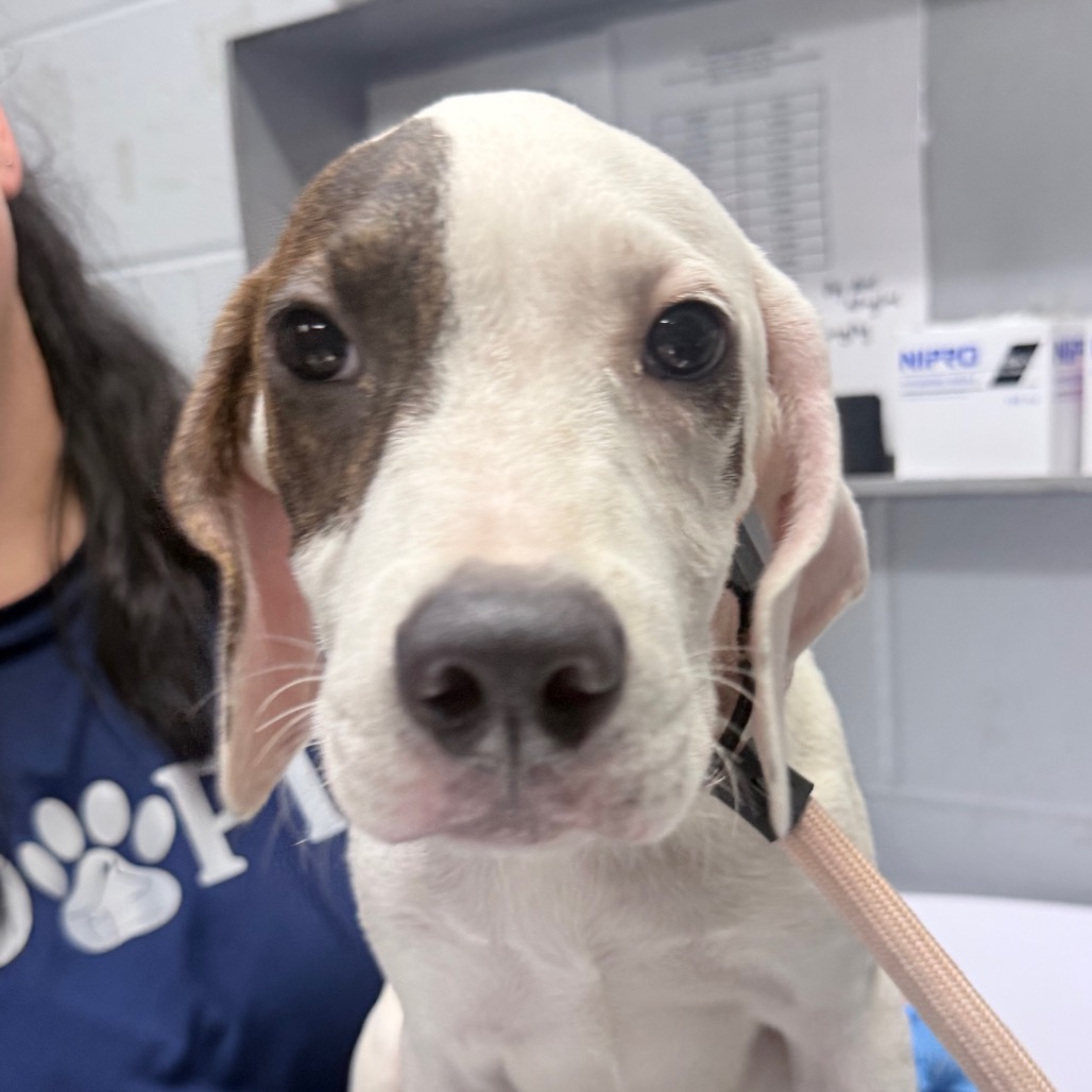 A close-up of a beagle puppy with a brown and white coat, sitting next to a person in a blue shirt.