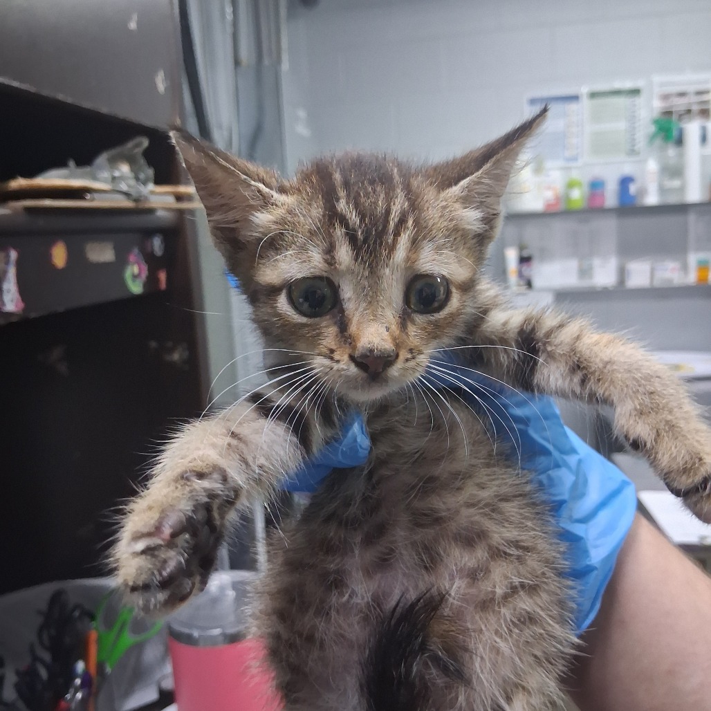 A person holds a small, striped kitten wearing a blue garment in a veterinary setting.