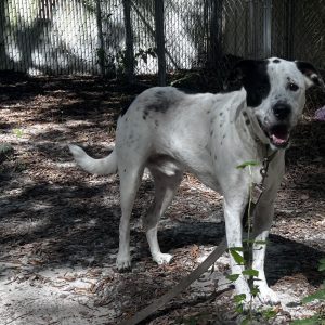 A spotted dog stands on a leaf-covered ground, looking towards the camera with a leash attached.