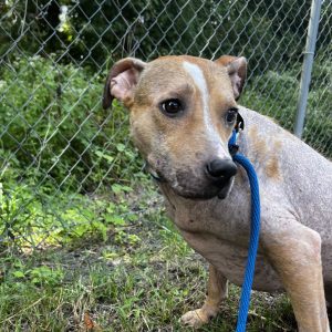 A brown and white dog sits on grass, wearing a blue leash, with a chain-link fence and greenery in the background.