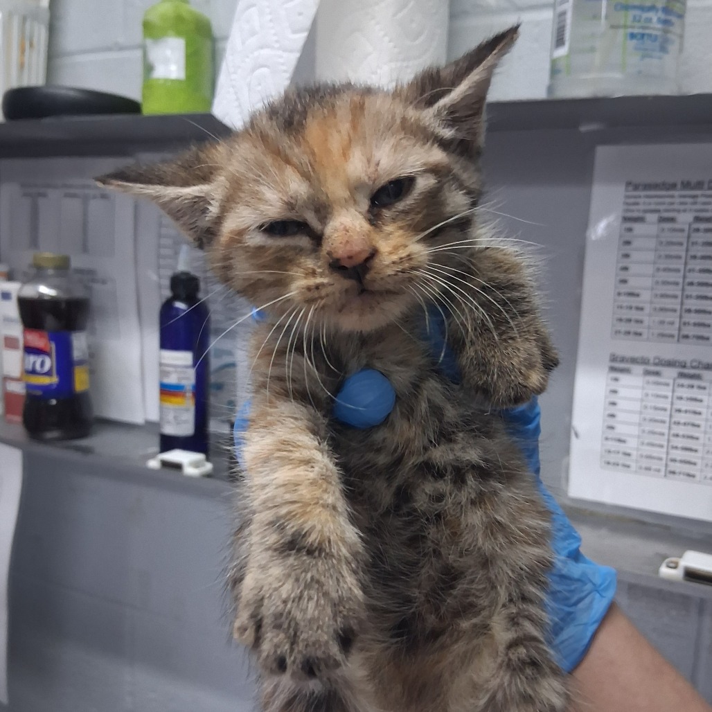 A person in blue gloves holds a small, distressed calico kitten in a veterinary setting.