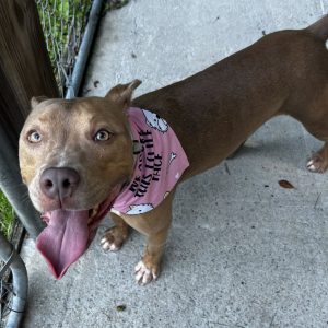 A brown dog with a pink bandana smiles and sticks out its tongue, standing on a concrete surface.