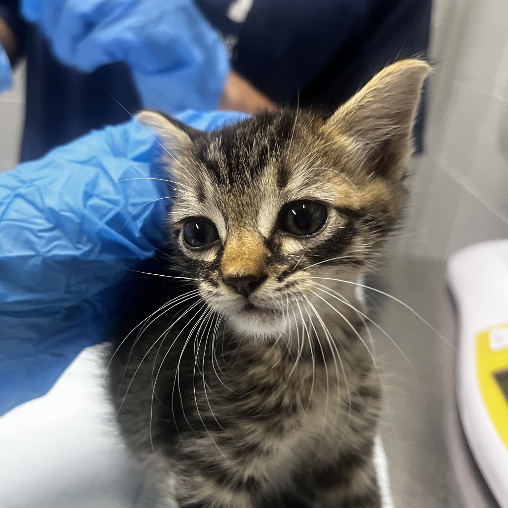 A close-up of a tabby kitten with large eyes, held by a person in blue gloves.