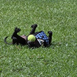 A black dog rolls on the grass, playfully holding a tennis ball with its paws.