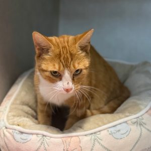 An orange and white cat sits in a cozy pet bed, looking curiously at the camera.