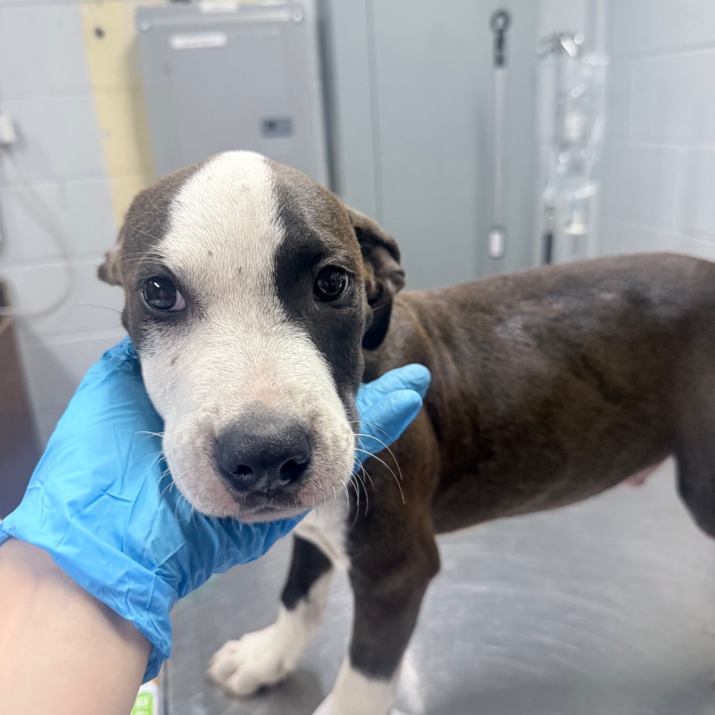 A person in blue gloves gently holds a puppy's face in a veterinary setting.