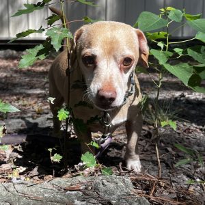 A small tan dog stands among green leaves, looking directly at the camera.
