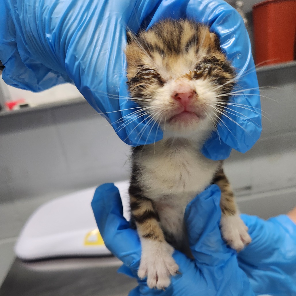 A person in blue gloves holds a small, distressed tabby kitten.