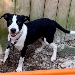 A black and white puppy stands near a wooden fence, looking playfully at the camera.