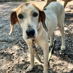 A light-colored dog with floppy ears stands on a dirt path, looking directly at the camera.