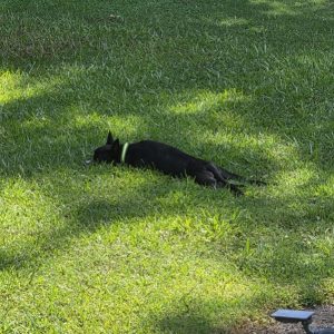 A black dog lies on green grass, resting in a sunny spot.