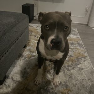 A gray and white dog sits on a patterned rug, looking directly at the camera. A couch is nearby.