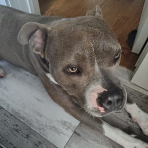 A gray dog with a white patch rests on a wooden floor, looking directly at the camera.
