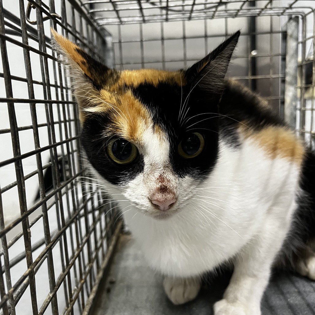 A calico cat sits inside a metal cage, looking directly at the camera with wide eyes.