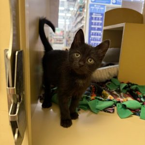 A black kitten stands on a shelf, looking curiously at the camera in a pet store.