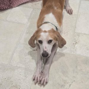 A brown and white dog stretches on a tiled floor, looking directly at the camera.