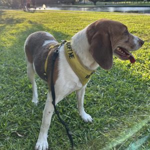 A beagle wearing a yellow "Adopt Me" harness stands on grass, looking to the side.