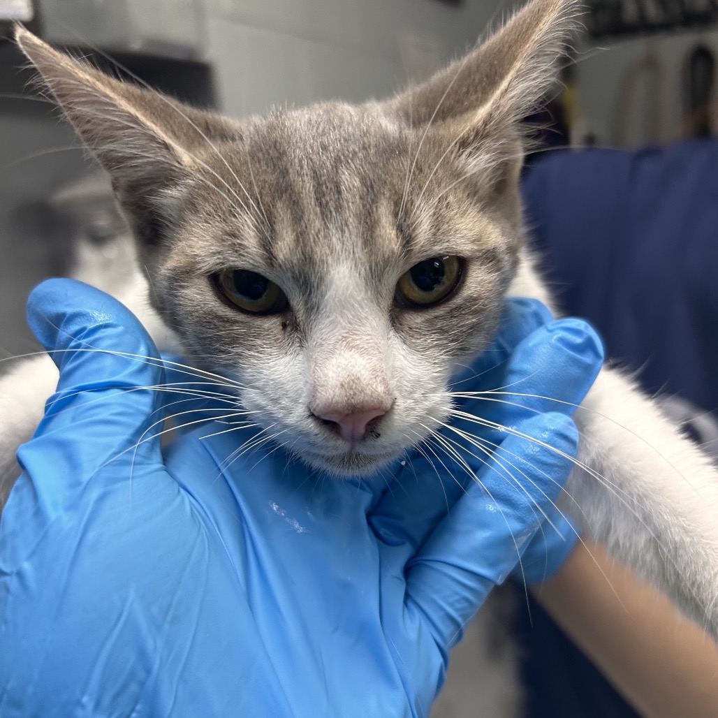 A person in blue gloves holds a gray and white cat close to the camera.