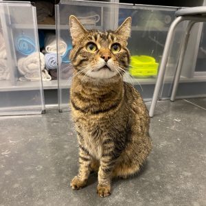 A brown tabby cat sits on a gray floor, looking up with bright eyes. Storage bins are visible in the background.